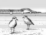 Newzealand Dotterel (Charadrius obscurus) BD001