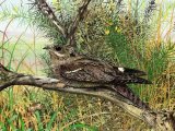 Nightjar (Caprimulgus europaeus) BD0375