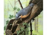 Nuthatch (Sitta euopaea) BD0377