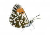 Orange Tip (female) Anthocharis cardamines IN003