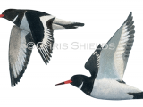Oystercatcher (Haematopus ostralegus) BD0382