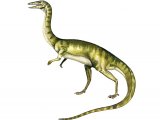 PD007 - Coelophysis