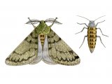 Pale Brindled Beauty (Phigalia pilosaria) IN002