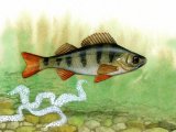 F068 - Perch (Perca fluviatilis)