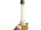 Phallus hadriani (Sand Stickhorn) FU001