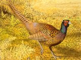 Common Pheasant (Phasianus colchicus) BD0288