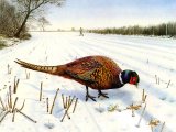 Common Pheasant (Phasianus colchicus) BD0383