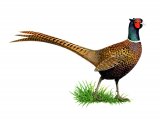 Common Pheasant (Phasianus colchicus) BD0385