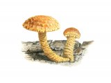 Pholiota flammans (Flaming Scalycap) FU003