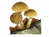 Pholiota jahnii FU006