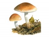 Pholiota lubrica FU014