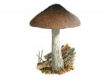 Pluteus atromarginatus FU004