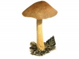 Pluteus romellii (Goldleaf Shield) FU016