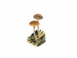 Psilocybe crobula F009