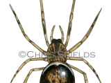 Rabbit Hutch Spider (Steatoda bipunctata) SP0064