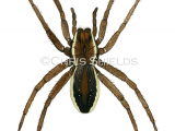 Raft Spider (Dolomedes plantarius) SP0065