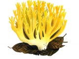 Ramaria aurea FU001