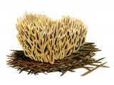 Ramaria flaccida FU001