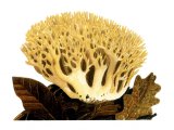 Ramaria flava FU001