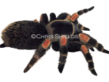 Red-Kneed Tarantula (Brachypelma smithii) SP0068