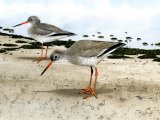 Redshank (Tringa totanus) BD0402