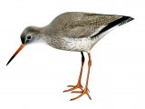 Redshank (Tringa totanus) BD0403