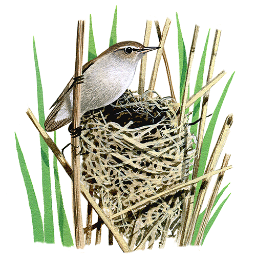 Reed Warbler (Acrocephalus scirpaceus) BD0411