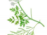 River Water Dropwort (Oenanthe fluviatilis) BT0132