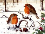 Robin (Erithacus rubecula) BD0423