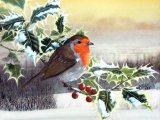 Robin (Erithacus rubecula) BD0424