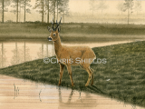 Roe Deer (Capreolus capreolus) M0012