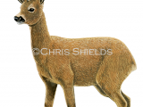 Roe Deer (Capreolus capreolus) M0013