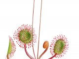 Round-leaved Sundew (Drosera rotundifolia) BT0280