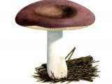 Russula amethystina FU001