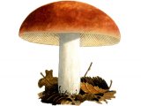 Russula aurora FU001