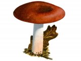 Russula cicatricata FU001