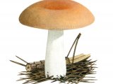 Russula decolorans FU001