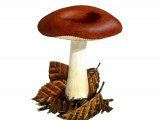 Russula melitodes FU001