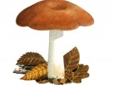 Russula melliolens FU001