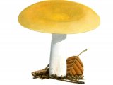 Russula ochroleuca  (Ochre Brittlegill) FU001