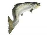 F166 - Salmon (Salmo salar)