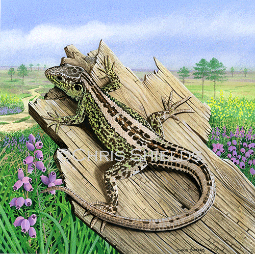 Sand Lizard (Lacerta agilis) R0027