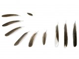 Sardinian Warbler feathers (Sylvia melanocephala) BD0594