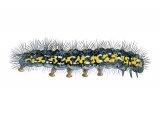 Scarlet Tiger Moth Caterpillar (Callimorpha dominyla) IN003