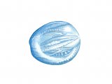 Sea Gooseberry (Pleurobachia pileus) OS001