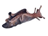 Sea Hare (Aplysia punctata) OS001