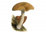 Simocybe sumptuosa FU002