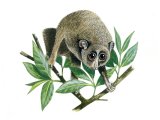 Slender Loris (Loris lydekkerianus) MA001