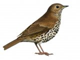 Song Thrush (Turdus philomelos) BD0434