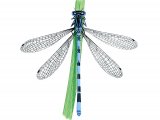 Southern Damselfly (Coenagrion mercuriale) IN001